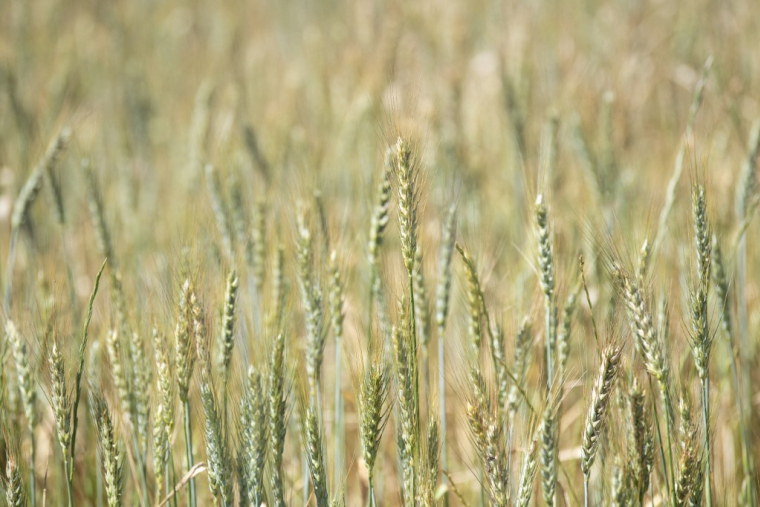 ( AFP / RODGER BOSCH )