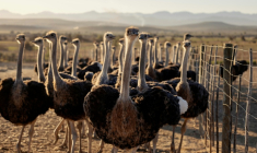 Des autruches dans un champ d'une ferme d'élevage à Oudtshoorn, le 28 juillet 2025 ( AFP / GIANLUIGI GUERCIA )
