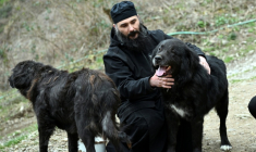 Le père Porfirij joue avec des chiens Karaman au monastère Bigorski de Mavrovo i Rostuse, le 19 mars 2026 en Macédoine ( AFP / Robert ATANASOVSKI )