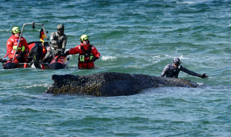 Des plongeurs et des sauveteurs tentent de secourir une baleine à bosse échouée au large de Timmendorfer Strand, près de Lübeck, dans le nord de l'Allemagne, le 26 mars 2026 ( dpa / Daniel Bockwoldt )