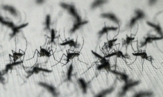 Des moustiques *Aedes aegypti* dans un laboratoire à Curitiba, dans l'Etat du Paraná, le 19 mars 2026 au Brésil ( AFP / Nelson ALMEIDA )