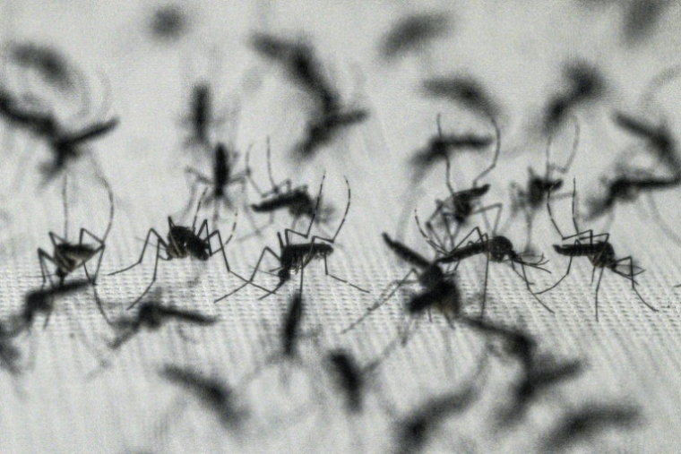 Des moustiques *Aedes aegypti* dans un laboratoire à Curitiba, dans l'Etat du Paraná, le 19 mars 2026 au Brésil ( AFP / Nelson ALMEIDA )