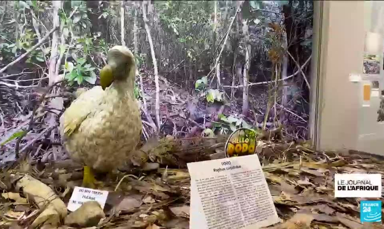 Le dodo de l'île Maurice, cet oiseau disparu, va-t-il renaître grâce à la science ?