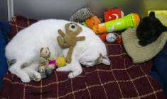 Le chat Kanyon dort dans son panier à l'entrée d'un centre commercial d'Istanbul, le 23 janvier 2026 en Turquie ( AFP / Yasin AKGUL )