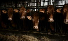 Le gouvernement a relevé mardi les seuils à partir desquels les élevages bovins doivent s'enregistrer auprès des autorités et non simplement se déclarer, une mesure de simplification attendue de longue date par les éleveurs ( AFP / Philippe LOPEZ )