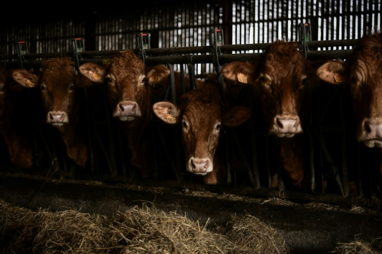 Le gouvernement a relevé mardi les seuils à partir desquels les élevages bovins doivent s'enregistrer auprès des autorités et non simplement se déclarer, une mesure de simplification attendue de longue date par les éleveurs ( AFP / Philippe LOPEZ )