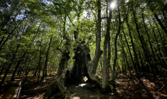 Image montrant "El Abuelo" ("Le Grand-père"), un châtaignier monumental vieux de 500 ans, sauvé des violents incendies qui ont ravagé la région grâce aux efforts des habitants près d'El Tiemblo (Espagne), le 30 juillet 2026 ( AFP / JAVIER SORIANO )