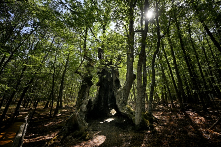 Image montrant "El Abuelo" ("Le Grand-père"), un châtaignier monumental vieux de 500 ans, sauvé des violents incendies qui ont ravagé la région grâce aux efforts des habitants près d'El Tiemblo (Espagne), le 30 juillet 2026 ( AFP / JAVIER SORIANO )