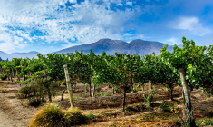 Vin bio, naturel ou biodynamique, comment faire la différence ? (Crédits photo : Shutterstock)