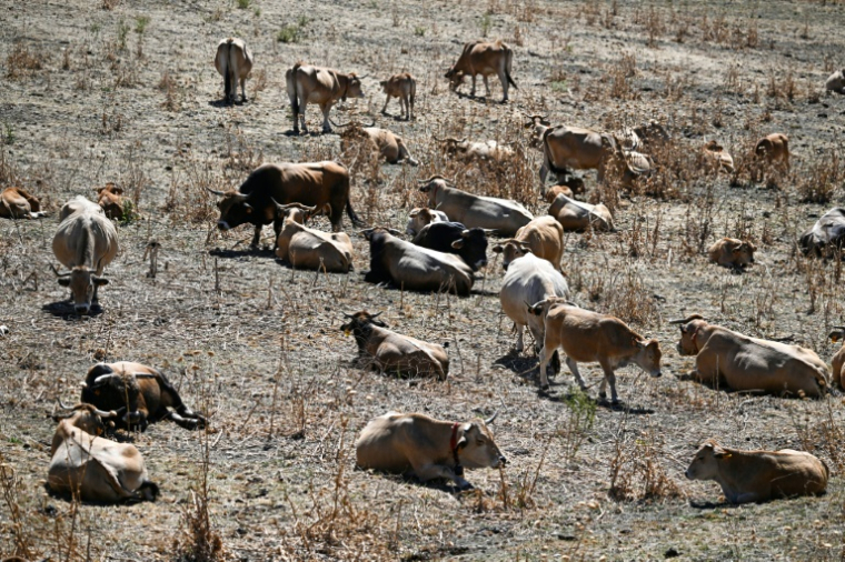 Des vaches couchées dans un champ desséché près de Bédarieux, le 6 juillet 2026 dans l'Hérault, lors d'une vague de chaleur en France ( AFP / Gabriel BOUYS )