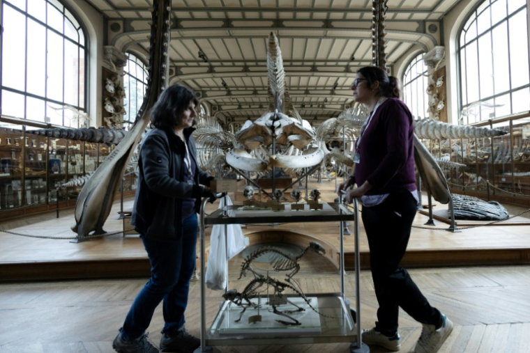 Déménagement de spécimens avant des travaux au sein de la Galerie de Paléontologie et d'Anatomie comparée du Muséum national d'Histoire naturelle, le 22 janvier 2026 à Paris  ( AFP / ALAIN JOCARD )