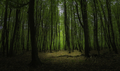 Un action en justice a été lancée par des propriétaires de cottages du Center Parcs de l'Ailette. (tony knight / PIXABAY)