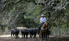 Sid Miller à Stephenville, Texas le 11 septembre 2026 ( AFP / RONALDO SCHEMIDT )