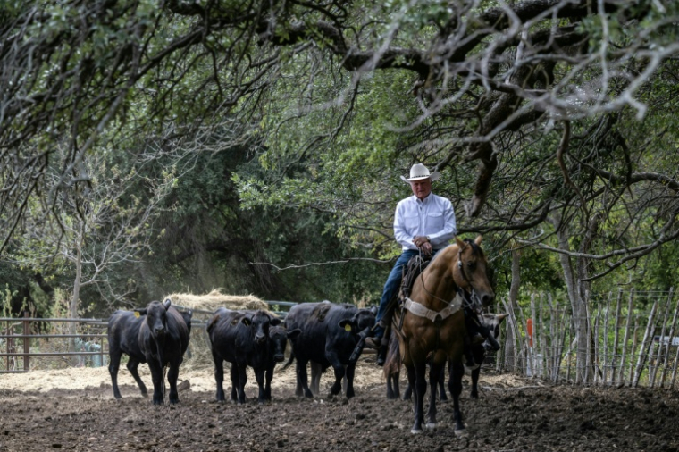 Sid Miller à Stephenville, Texas le 11 septembre 2026 ( AFP / RONALDO SCHEMIDT )
