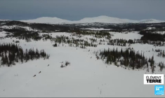 Le renard polaire fait son retour dans le Grand Nord