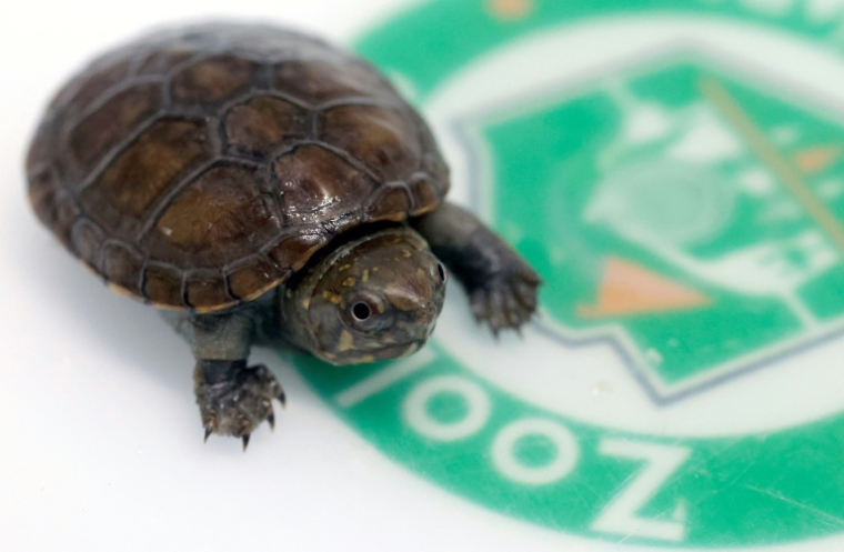 Une tortue de boue de Vallarta, une espèce microendémique menacée par le braconnage, à Guadalajara, dans l'Etat de Jalisco au Mexique, le 25 août 2025 ( AFP / ULISES RUIZ )
