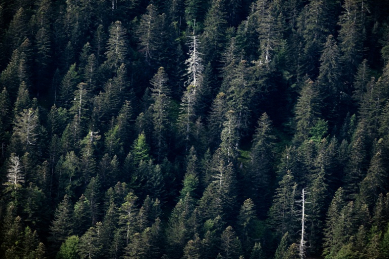 Plusieurs sapins blanchis ont succombé au dépérissement dans le couvert forestier, le 30 juillet 2025, à Boutx, en France ( AFP / Lionel BONAVENTURE )