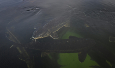Elevage d'esturgeons dans le lac Kardjali au sud de la Bulgarie,le 2 décembre 2025 ( AFP / Nikolay DOYCHINOV )