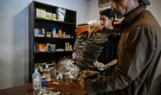Le soigneur Zaheer Ahmed (d) s'occupe d'un milan blessé au Centre de sauvetage Margallah à Islamabad, le 7 juillet 2026 au Pakistan ( AFP / Farooq NAEEM )