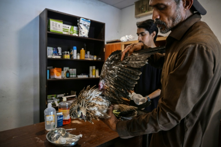 Le soigneur Zaheer Ahmed (d) s'occupe d'un milan blessé au Centre de sauvetage Margallah à Islamabad, le 7 juillet 2026 au Pakistan ( AFP / Farooq NAEEM )