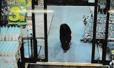 Last week an adult bear entered a supermarket in Numata, Gunma, north of Tokyo ( GUNMA PREFECTURAL POLICE VIA JIJI PRESS / STR )