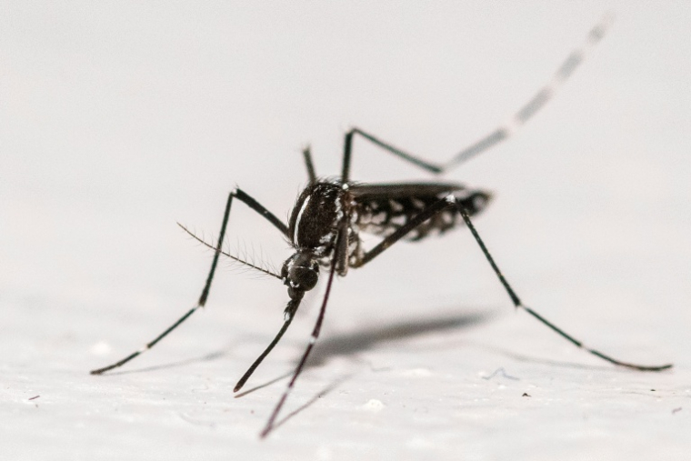 Le moustique Aedes, vecteur de la dengue et reconnaissable à ses pattes rayées de noir et de blanc, se reproduit dans les eaux stagnantes. ( AFP / Martin LELIEVRE )