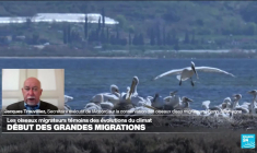 Début des grandes migrations : le long et difficile périple des oiseaux migratoires