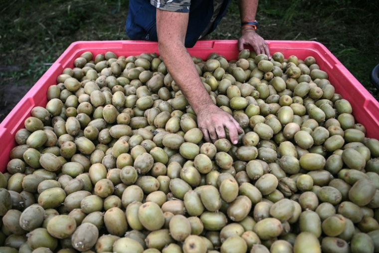 Un employé examine des kiwis cultivé dans une serre dont le toit est en partie constitué de panneaux photovoltaïques, au Temple, le 3 octobre 2025 en Gironde ( AFP / Christophe ARCHAMBAULT )