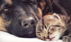 Les marges des deux groupes familiaux français présents dans la santé animale sont sous tension. (© Vetoquinol)