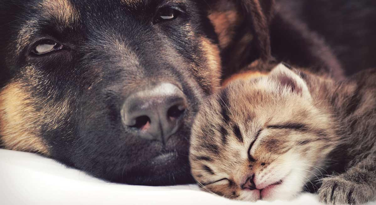 Les marges des deux groupes familiaux français présents dans la santé animale sont sous tension. (© Vetoquinol)