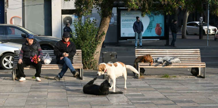 Des chiens errants sur une place de Tbilissi, la capitale géorgienne, le 16 novembre 2025 ( AFP / Vano SHLAMOV )