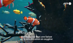 Pourquoi il y a urgence à protéger les océans