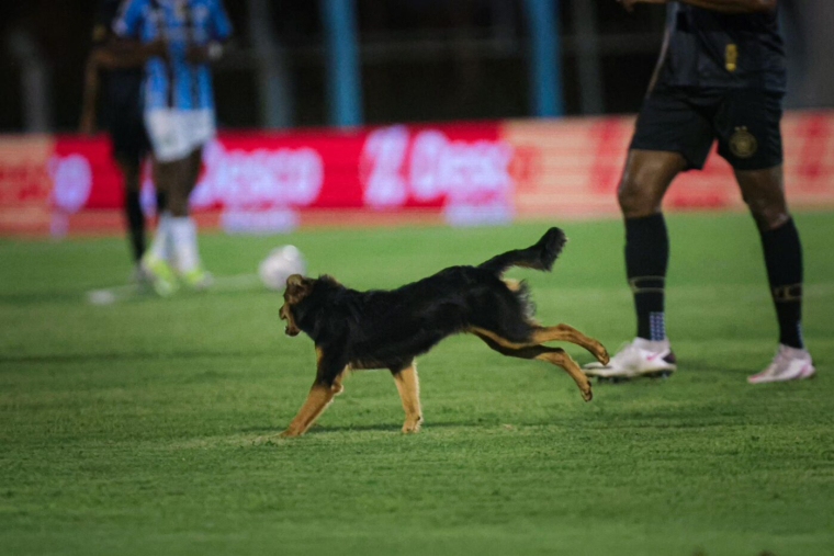Mondial 2030 : le Parti Animaliste alerte sur le sort des chiens au Maroc