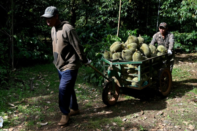 Des ouvriers transportent des durians dans un chariot, le 15 août 2026 dans la province vietnamienne de Dak Lak  ( AFP / Nhac NGUYEN )