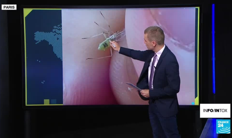 Un "moustique" fait le buzz