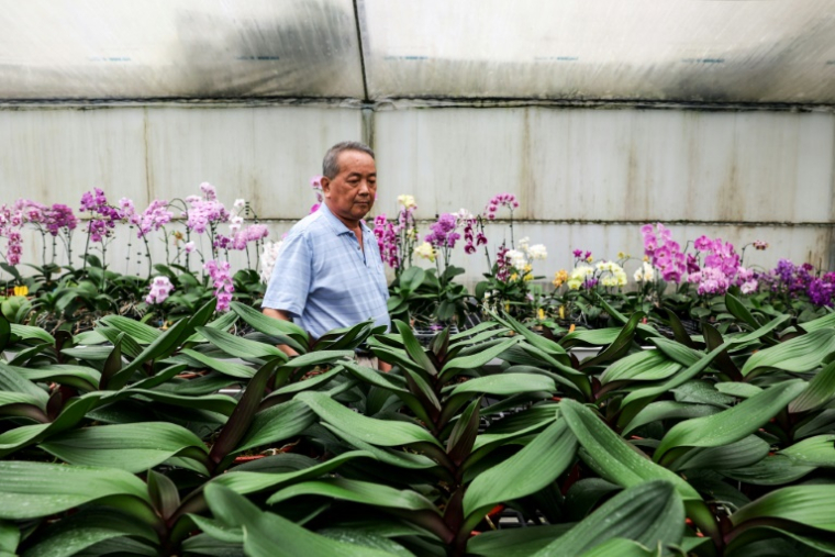 Lee Tsang-yu, un horticulteur taiwanais, inspecte ses orchidées le 5 août 2025 à Houbi, dans le sud-ouest de Taïwan ( AFP / I-Hwa Cheng )