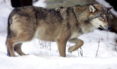 Un loup vu dans un parc animalier