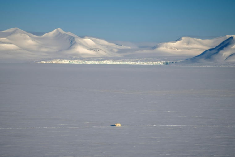 Un ours polaire à Longyearbyen, en Norvège, le 6 avril 2025 ( AFP / Olivier MORIN )