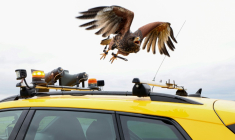 Une buse prend son envol pour survoler les pistes et effrayer les oiseaux, à l'aéroport de Beauvais, dans l'Oise, le 13 octobre 2025 ( AFP / Francois LO PRESTI )