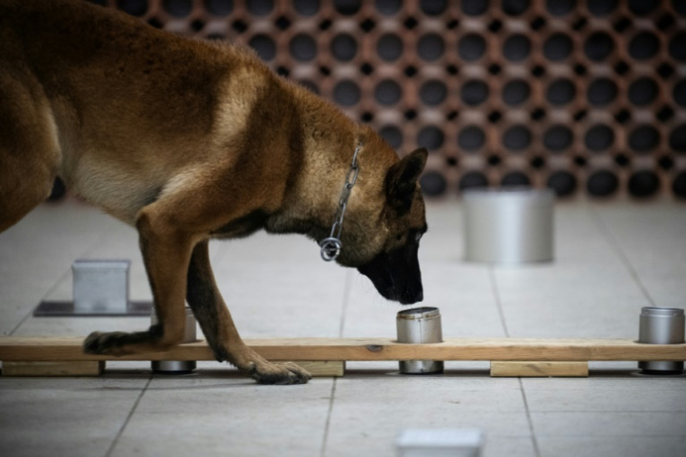 Le chien policier Snatch recherche des objets numériques lors d'un entraînement au Centre National d'Instruction Cynophile de la Gendarmerie (CNICG) à Gramat, le 19 mai 2025 dans le Lot ( AFP / Lionel BONAVENTURE )