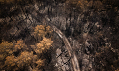 Vue aérienne d'une zone touchée par un incendie dans la forêt de Fontainebleau, à Noisy-sur-École, en Île-de-France, le 30 juillet 2026 ( AFP / Simon WOHLFAHRT )