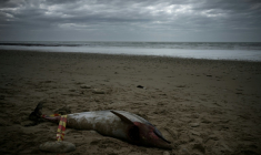 Chaque hiver, "des centaines, voire plus d'un millier, de dauphins morts" "s'échouent sur le littoral français", rappellent mardi dans un communiqué l'université de La Rochelle et le CNRS, auxquels est rattaché l'observatoire Pelagis ( AFP / Philippe LOPEZ )