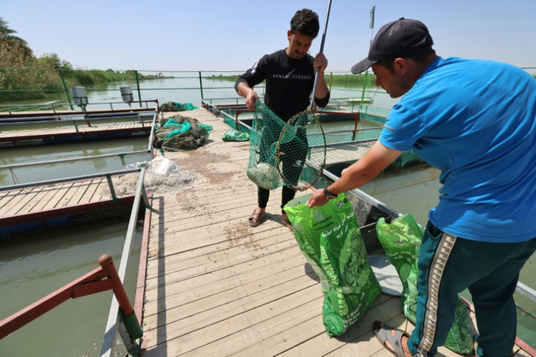Deux hommes jettent des poissons morts dans une pisciculture de la ville de Zubaydiyah, au sud-est de Bagdad, le 14 avril 2026 ( AFP / AHMAD AL-RUBAYE )