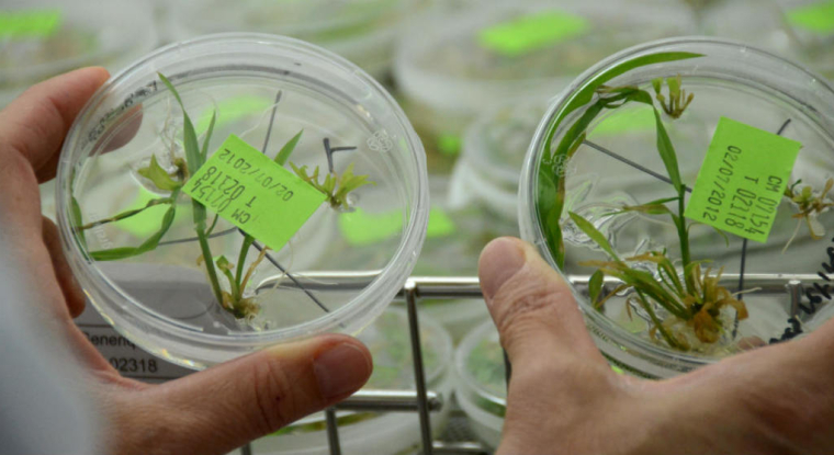 L'action Vilmorin s'effondre de plus de 15%. (© Vilmorin)