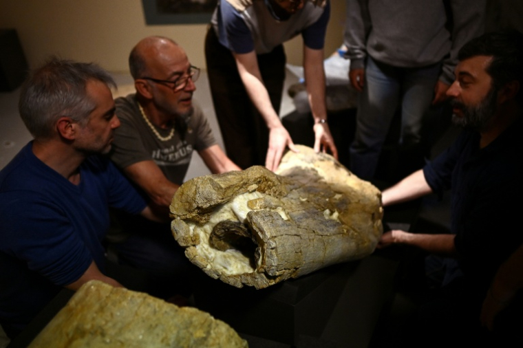 Des paléontologues installent un morceau de fémur d'un camarasaure, pour l'exposition "Chercheurs de Dinos" au musée d'Angoulême, le 22 mai 2026 en Charente ( AFP / Christophe ARCHAMBAULT )