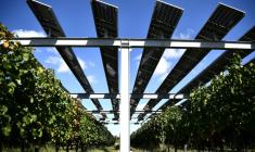L'installation agrivoltaïque Vitisolar, un projet expérimental piloté par EDF, composé de panneaux photovoltaïques suspendus au-dessus d'un vignoble, à l'Institut des sciences de la vigne et du vin à Villenave-d'Ornon, près de Bordeaux, le 19 septembre 2023 ( AFP / Christophe ARCHAMBAULT )