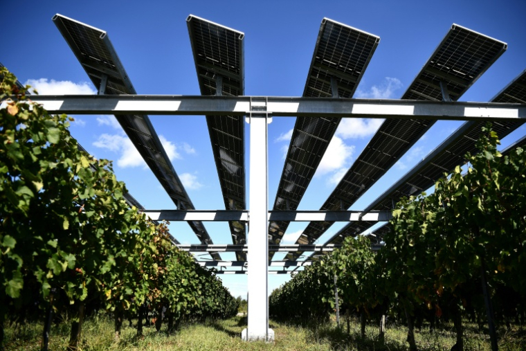 L'installation agrivoltaïque Vitisolar, un projet expérimental piloté par EDF, composé de panneaux photovoltaïques suspendus au-dessus d'un vignoble, à l'Institut des sciences de la vigne et du vin à Villenave-d'Ornon, près de Bordeaux, le 19 septembre 2023 ( AFP / Christophe ARCHAMBAULT )