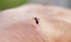 Les cas autochtones de chikungunya ont continué à augmenter début octobre en métropole, mais le rythme de leur hausse semble se stabiliser ( AFP / Valery HACHE )