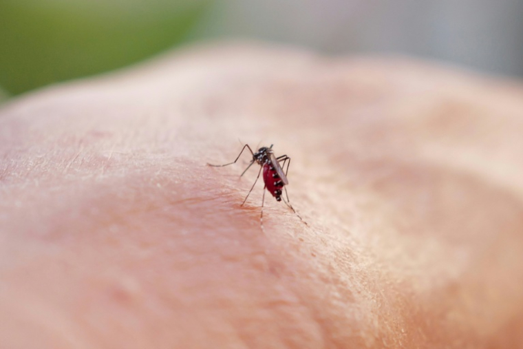 Les cas autochtones de chikungunya ont continué à augmenter début octobre en métropole, mais le rythme de leur hausse semble se stabiliser ( AFP / Valery HACHE )