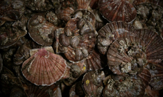 Les deux principaux gisements français de coquilles Saint-Jacques se portent "globalement bien", malgré un recul de 30% de la biomasse exploitable en baie de Seine ( AFP / Lou BENOIST )